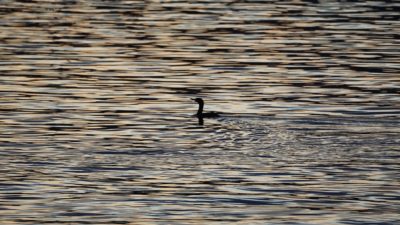 Cormorant at sunset