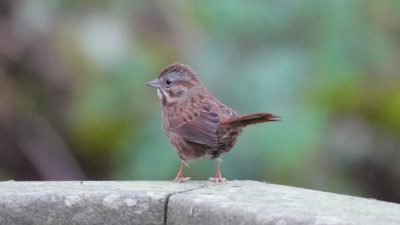 Song sparrow