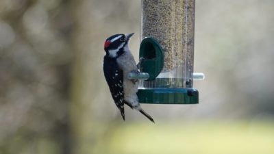 Downy woodpecker