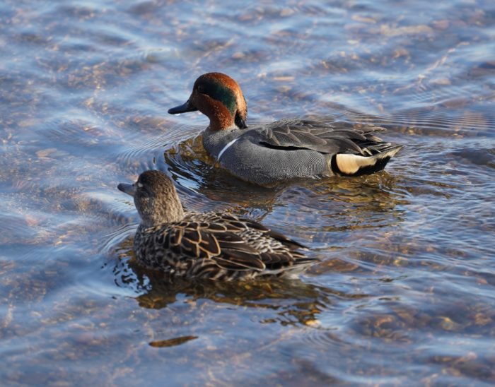 Green-winged teal couple