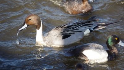 Northern pintail