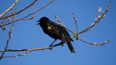 Red-winged blackbird