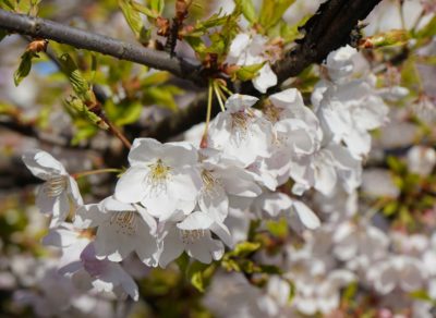 White blossoms