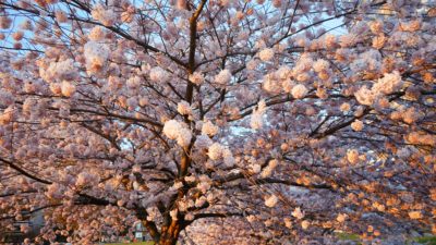 White flowers in sunset