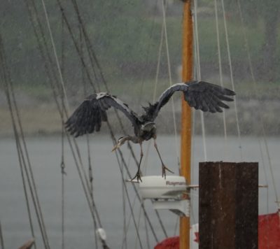 Heron taking off in the rain