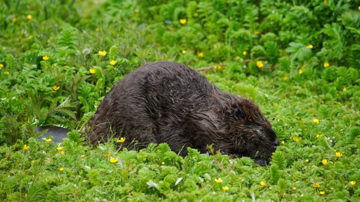 Beaver in Stanley Park