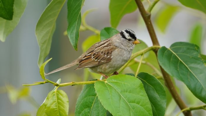 White-crowned sparrow on green leaves