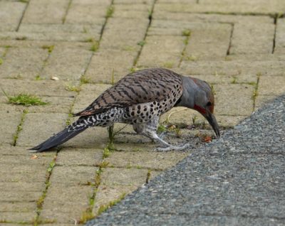 Northern Flicker