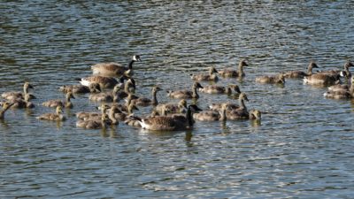 Geese families