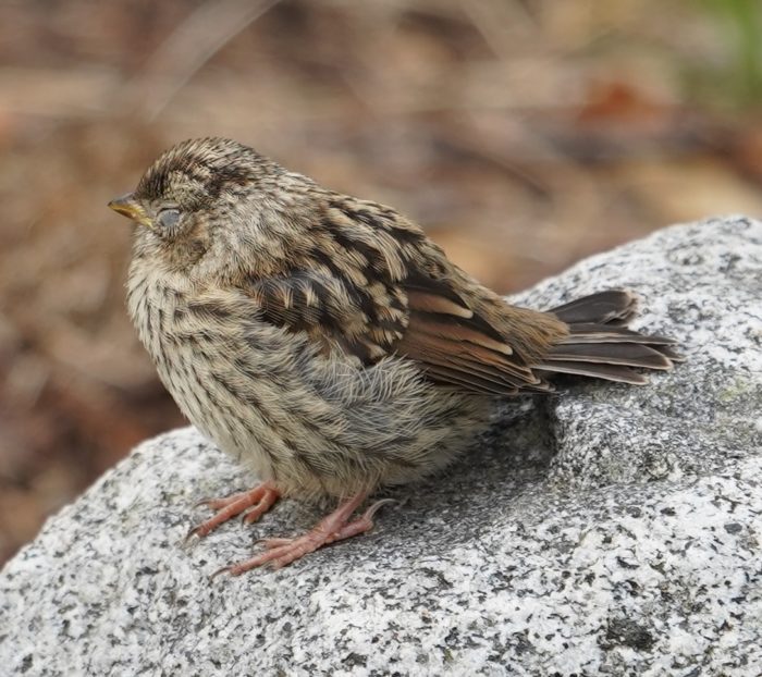 White-crown fledgling