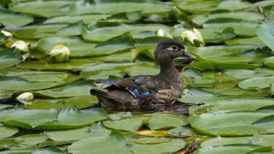 Wood duck in lilypads