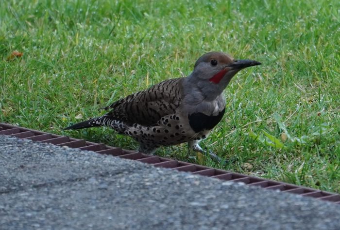 Northern flicker