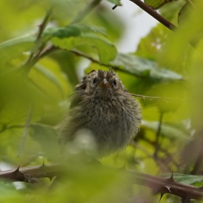 Wet white-crowned fledgling