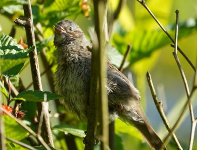 Song sparrow juvenile