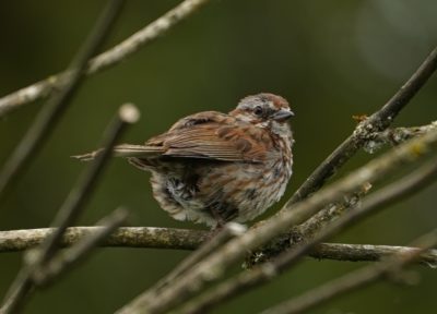 Song sparrow