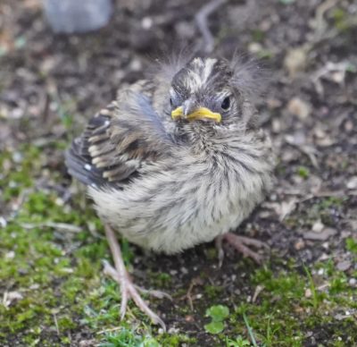 Scraggly white-crown fledgling