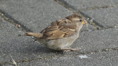 House sparrow