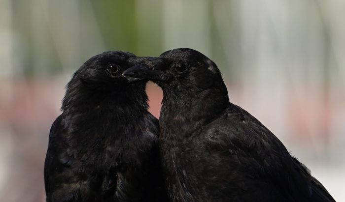 Two crows touching beaks