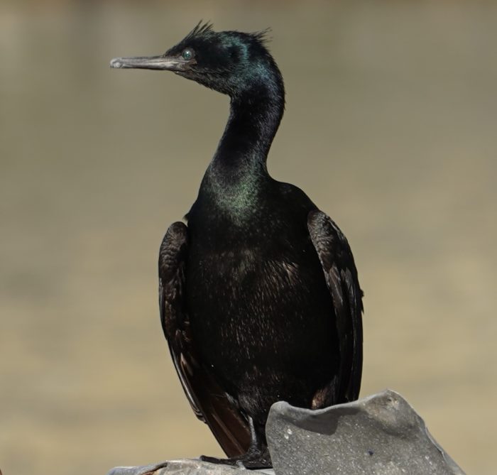 Cormorant