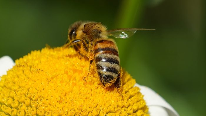 Honeybee on a daisy