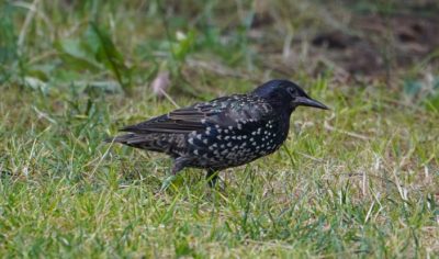 Starling