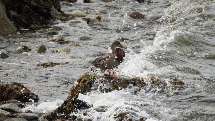 Mallard and waves