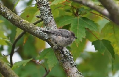 bushtit