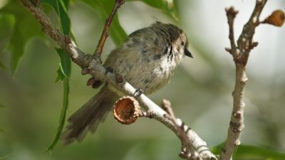 bushtit