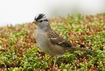 white-crowned sparrow