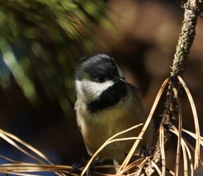 Chickadee