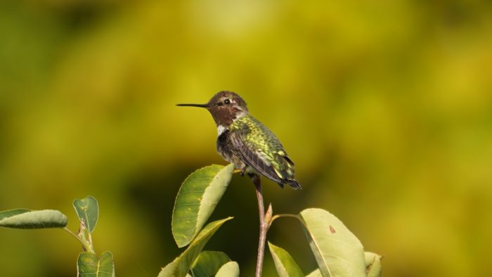 Iridescent hummingbird