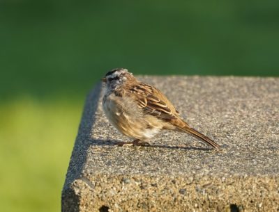 White-crowned sparrow