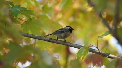 Chickadee in fall foliage