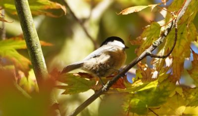 chickadee in fall foliage