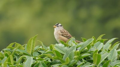 Posing white-crown