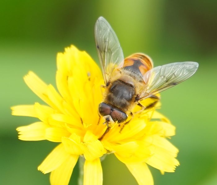 Hoverfly on yellow flower