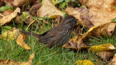 Song sparrow in fall leaves