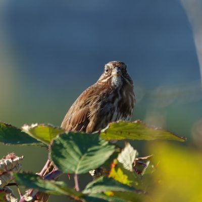 Song sparrow