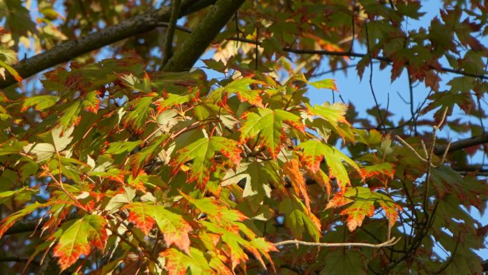 Orange and green leaves