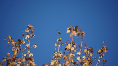 faraway hummingbird