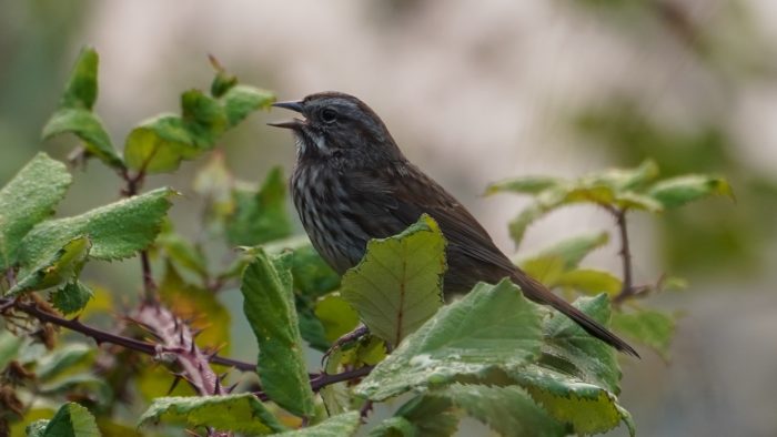 Singing song sparrow