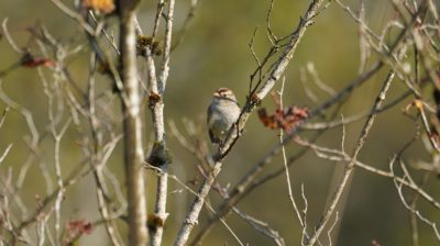 white-crown on beech