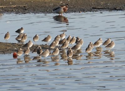 Long-billed dowitcher