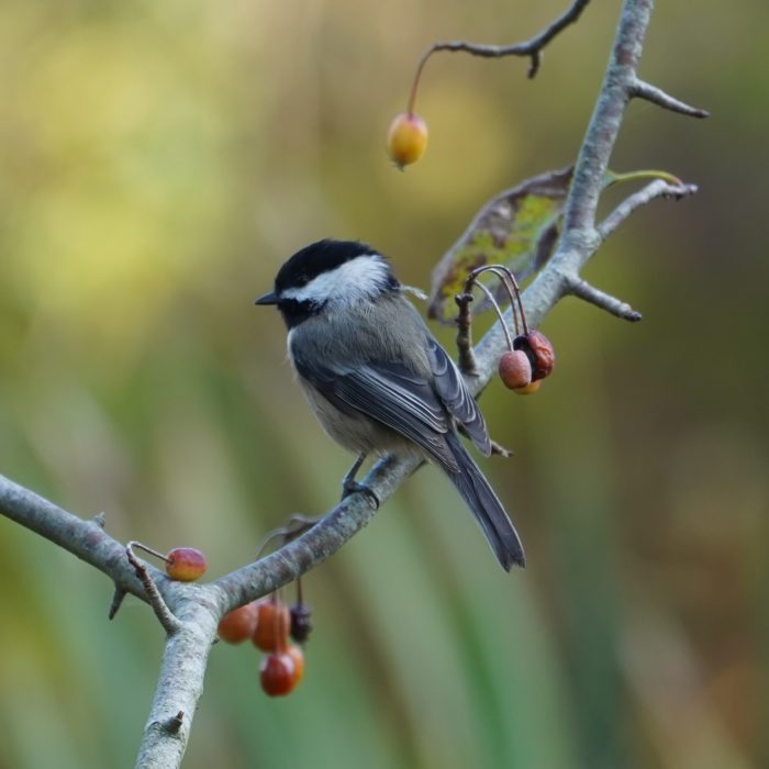 chickadee