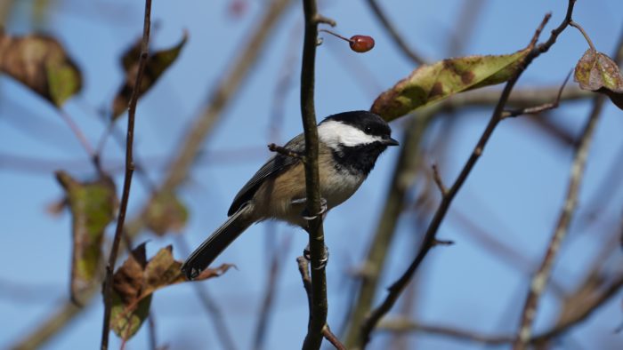 chickadee