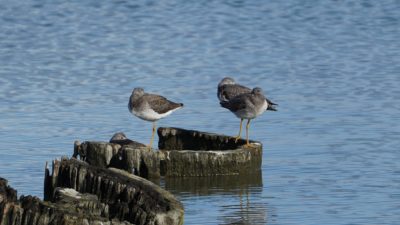 Greater yellowlegs