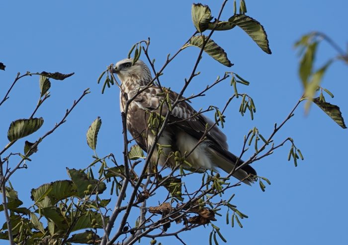 Rough-legged hawk