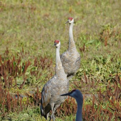 Sandhill cranes