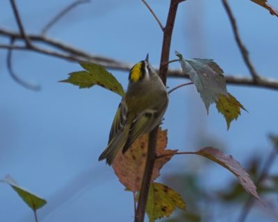 Golden-crowned kinglet