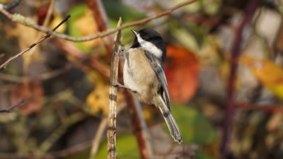 Chickadee